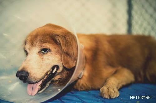 宠物狗身上伤口化脓，用这种特殊疗法你能接受吗？