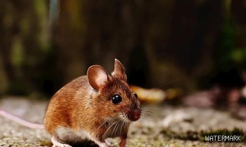 科学灭鼠五步法,学会可快速清除家里的老鼠吗