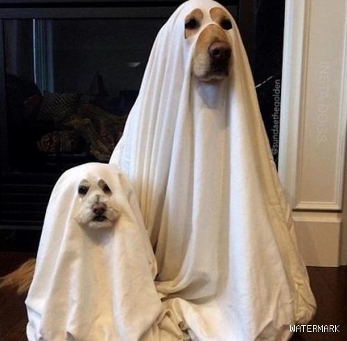 主人剪了二块白布给狗狗披上，看上去好像是鬼魂一样，好可怕呀！
