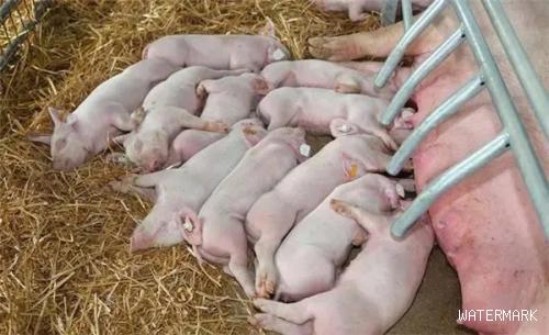 怎样提高母猪产仔数？养猪人做好这5点，母猪每胎都能高产