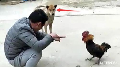 铲屎官跟只鸡在一旁玩游戏，狗狗满脸不屑：难怪你一直单身