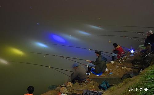 夜晚鱼类进食与白天的行为差异及钓鱼技巧调整