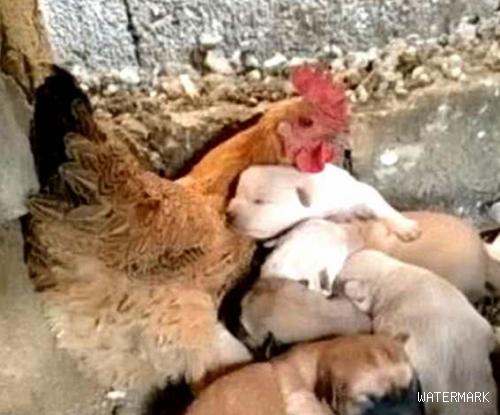 狗妈妈产后不幸去世，几只狗宝成为孤儿，母鸡主动自降身份当妈