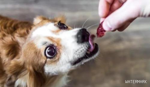 如何使用零食来训练狗？来看看吧
