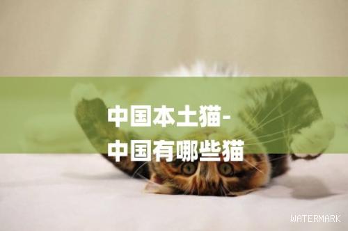 中国本土猫-中国有哪些猫