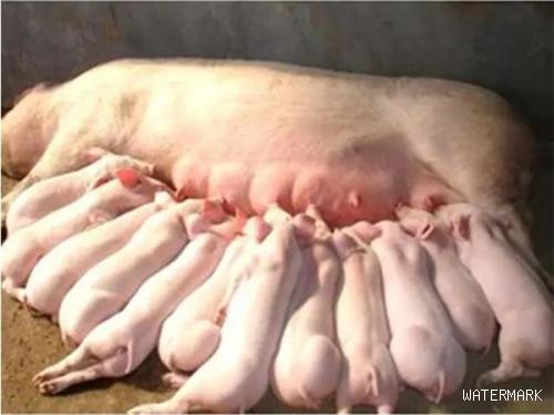 母猪产前产后不吃怎么办？怎么预防和治疗