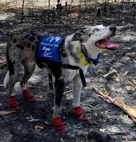 澳洲山火还在烧，这群英雄狗狗已经在救援生命的路上了！