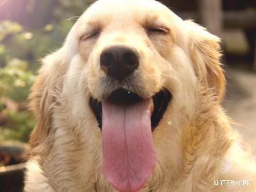 养狗的开心等级划分，5级主人最幸福快乐，你是几级？