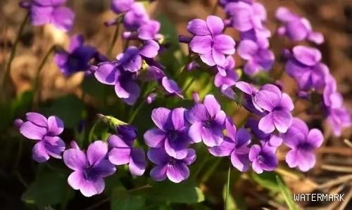 24种紫色花卉大全 你认识多少种颜色