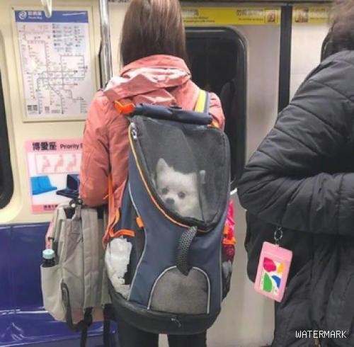 地铁见到一妹纸背包里的狗，禁不住拍了张照，放大一看到意外惊喜