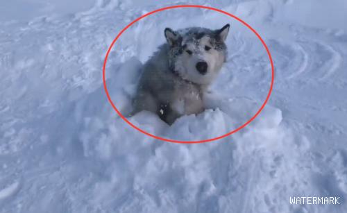 网民带阿拉去玩雪，結果耗子变为了“塑像”，狗：不必情面啊