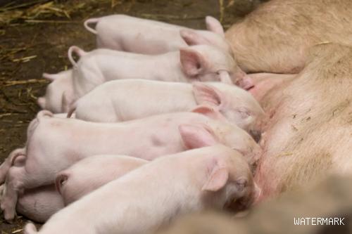 母猪产后不食症是母猪哺乳期常见的普通疾病之一，原因分析？