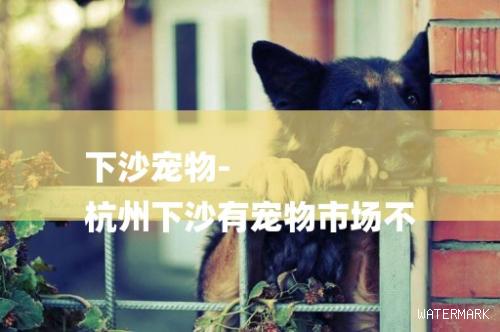 下沙宠物-杭州下沙有宠物市场不