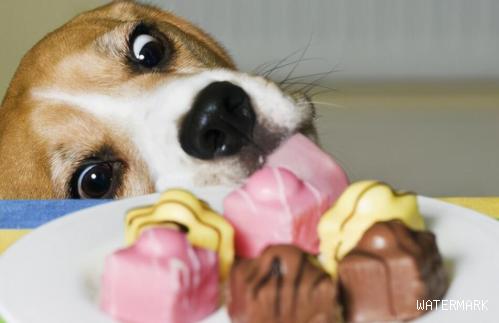 狗饮食禁忌：36种食物不利于狗的健康