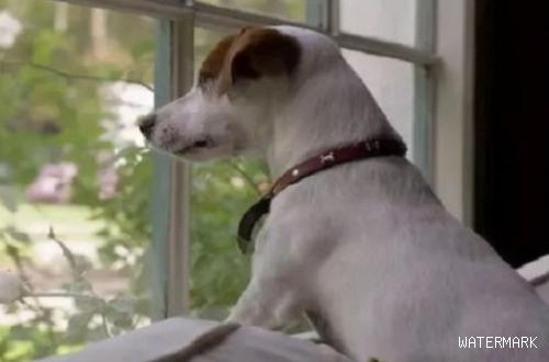 狗狗喜爱看窗外，是渴望自由吗？实际上缘故不仅这个