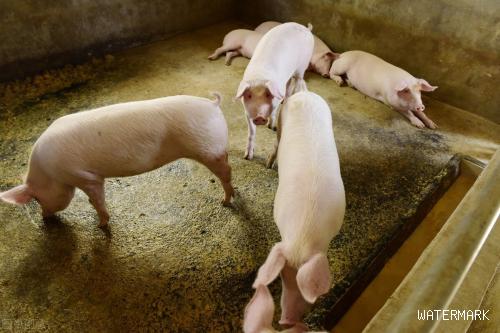 猪价下跌两天，养猪户压栏不卖，三个风险在酝酿，7月12日猪价