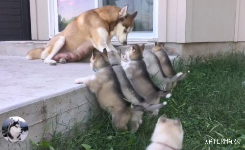 二哈生了8只奶狗，为了逃避“喂奶”，你猜狗妈想了什么馊主意
