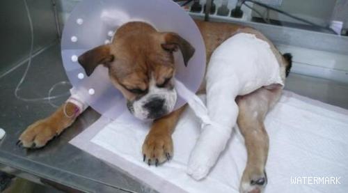 狗狗在医院做完绝育手术后，都要注意什么呢？