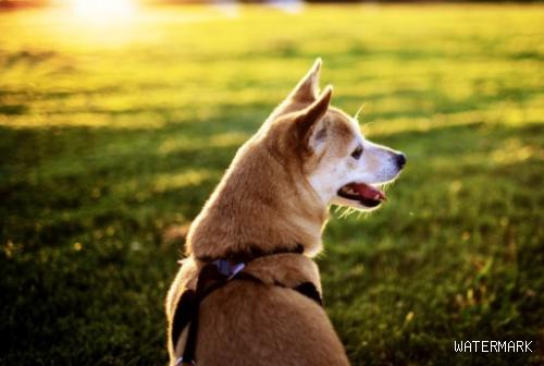 你的狗狗聪慧吗？如果会有这几种行为，就表明它是跳跃性思维！
