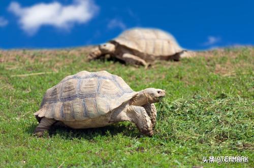乌龟虽是长寿的，但也要注意饲养管理，乌龟怎么养