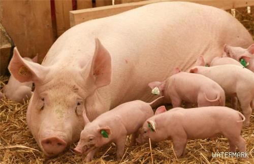 值得一看！头胎母猪淘汰率偏高的原因和预防措施
