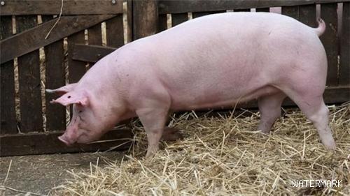 影响母猪采食量的因素有哪些？母猪采食差的三种解决方法
