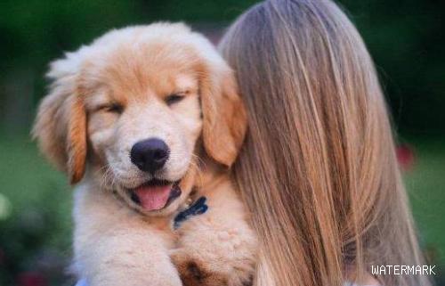 在狗狗的眼中，主人拥抱它，代表这种含意！