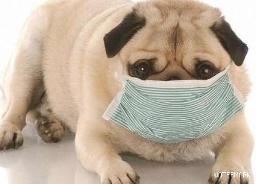 狗狗感冒哭唧唧，狗狗感冒能不能吃成年人的药？