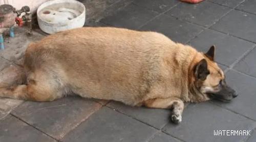 怎样能知道狗狗已经肥胖了呢？