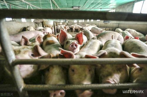 养猪场养的猪出栏价是每千克5.86元，11月13日猪价:上涨区域增多