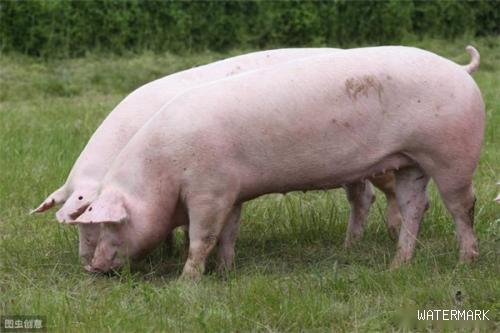 母猪养殖|后备母猪初配的管理要点