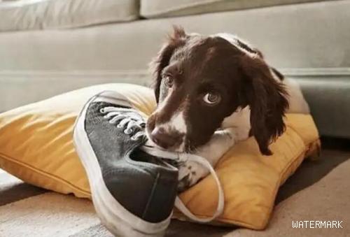 5个能够防止宠物狗咬鞋子方式，宠主能够学一学！