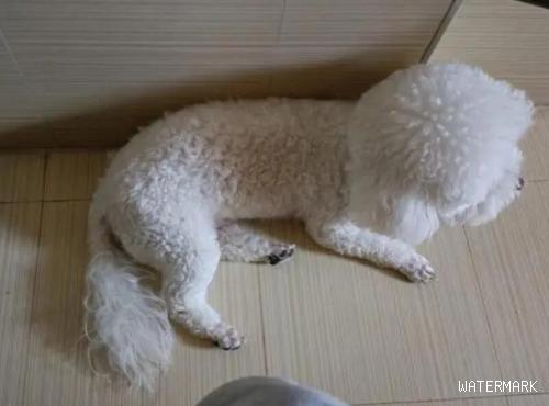 狗狗老是躺在床上上厕所，原因是什么？
