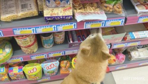 网民带柴犬去超市购物，它立即就叼来啦一根火腿肠，狗：买单吧
