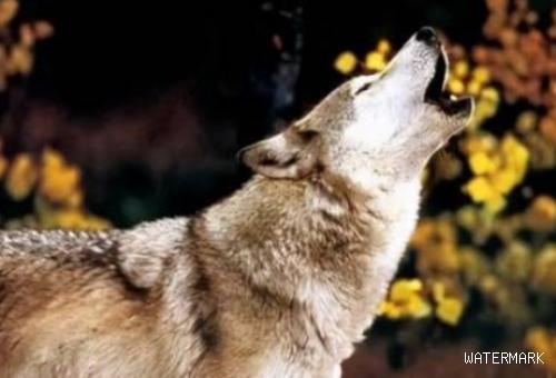 狗突然学狼叫的几大原因，你知道多少？