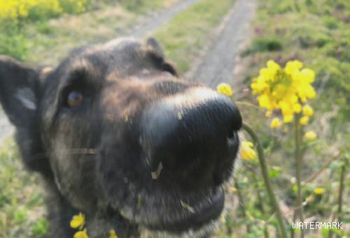 将花放到狗狗眼前，想不到它伸开大嘴巴就把花吃，看着你能吞下去？