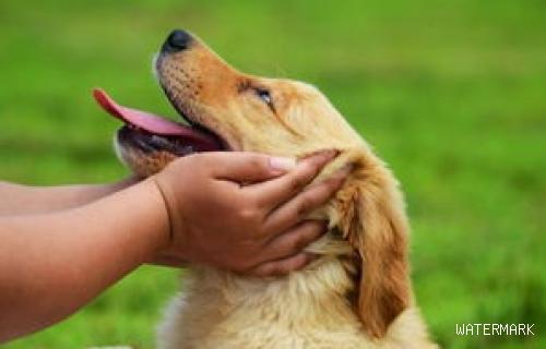 狗狗和人的病会相互传染吗？