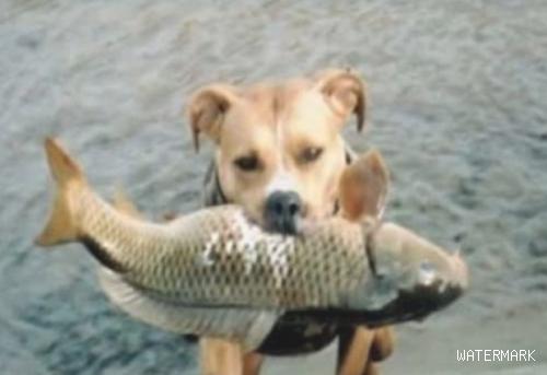 主人带狗狗小河边玩乐，狗狗一眨眼叼来一条鱼