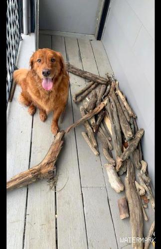 金毛喜欢捡木头回家，还得意的向主人炫耀：我才是真正的“柴”犬 