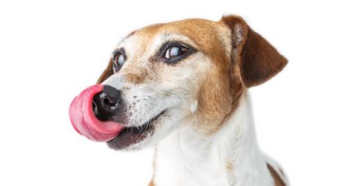 为何“花舌头”的狗狗很火热？缘故这几个方面