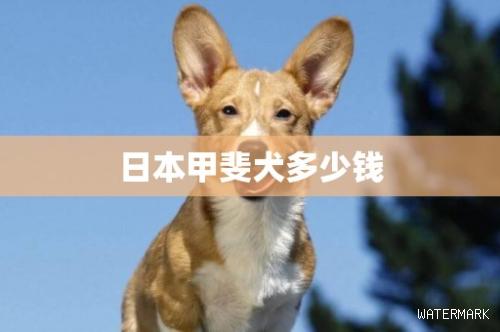 日本甲斐犬多少钱