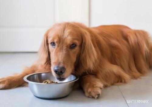 常常危害狗食欲的三大缘故，你都清楚吗？
