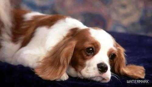 狗狗发生“厌食”病症，需快速找出缘故，对症治疗