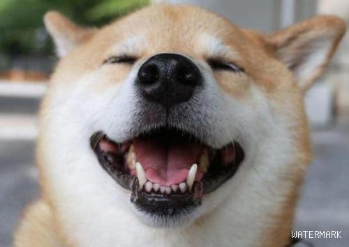 狗狗为什么喜欢用头蹭你嘞？五个缘故很确实，有得话太幸福快乐了