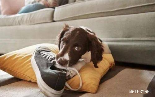 一文告诉你，狗狗喜爱咬靴子的缘故及解决方案