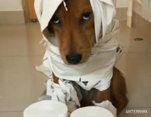 小狗喜爱撕卫生纸玩，主人家拿纸处罚它，小目光要亮瞎人了！