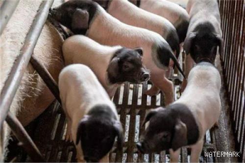 如何评价母猪的好坏？从5个方面分析，繁殖力低的母猪要淘汰！（2）