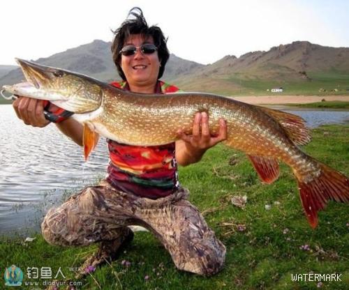 蒙古地区路亚冷水性鱼种的一些经验