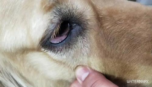  狗狗第三眼睑突显该怎么办？
