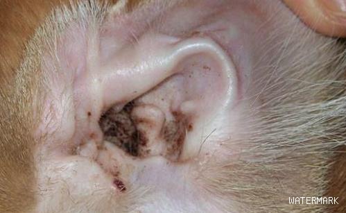 小狗出现这几种症状，可能是耳螨！
